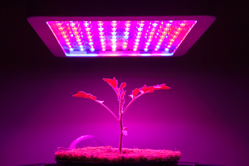 Reasons You Need Good LED Grow Lights