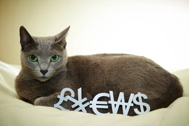 Wordle Cat